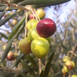 BRIST EVOO Set in a Hand-crafted, Wooden Gift Box